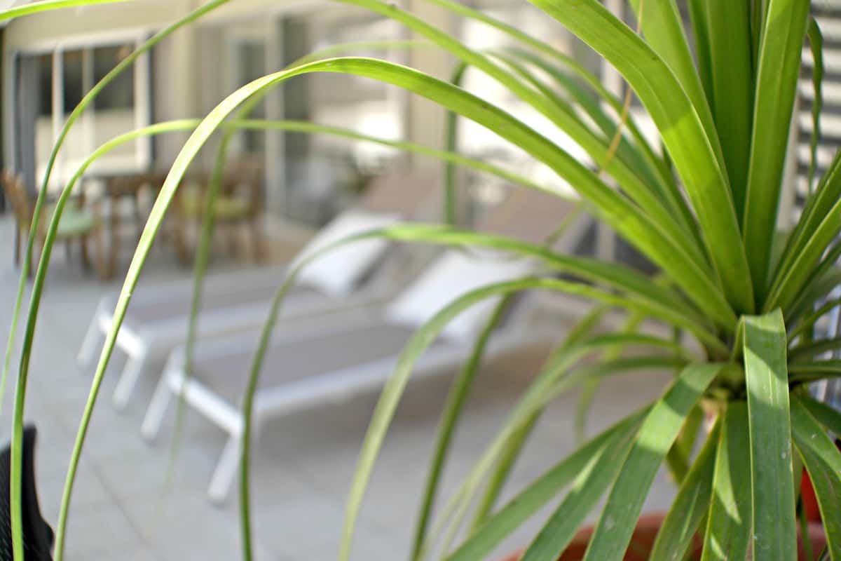A potted plant with long green leaves in the foreground. In the background, there are white lounge chairs and a building with large windows.