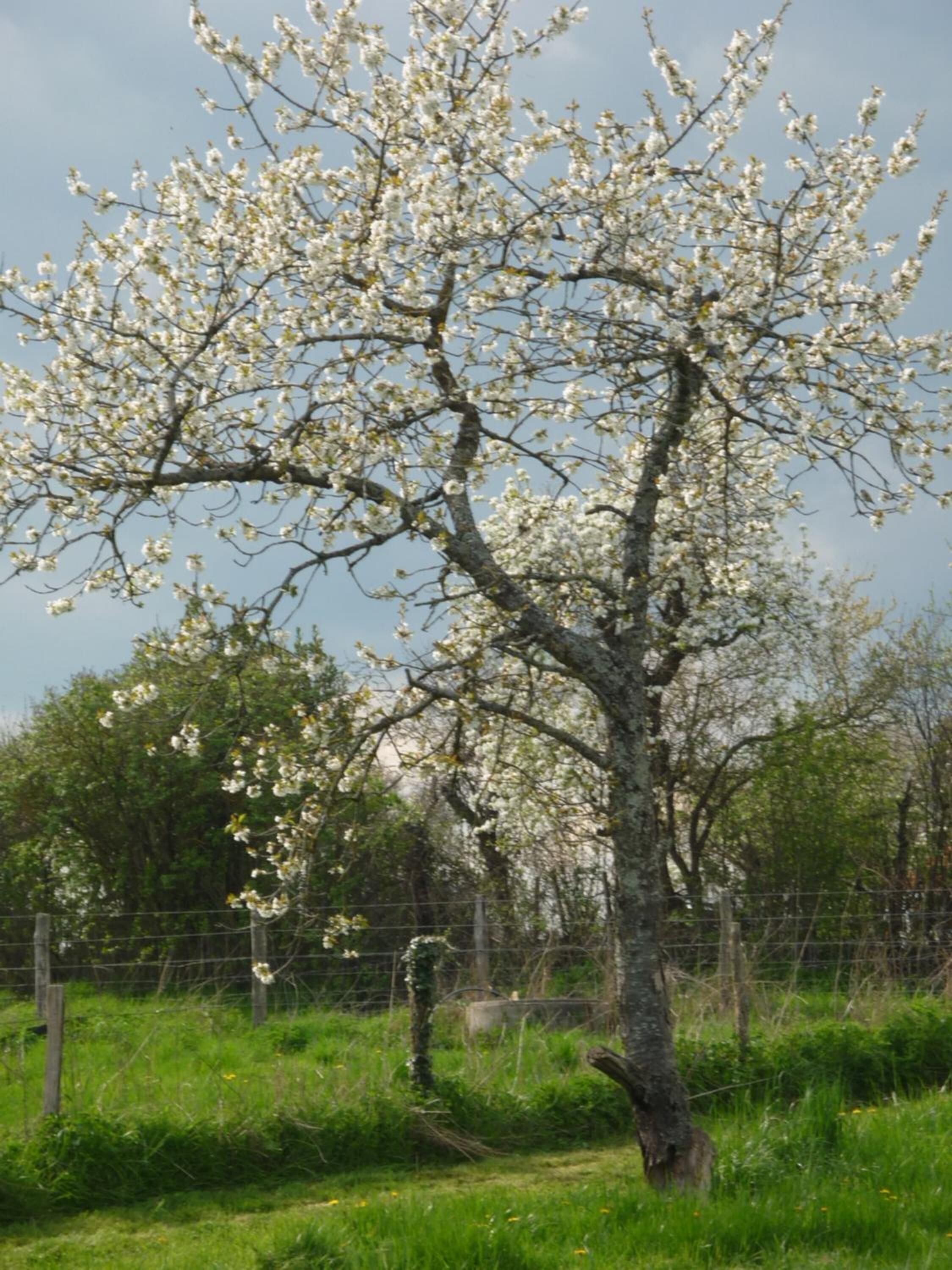 Un árbol con flores blancas en un área cubierta de pasto, con una valla al fondo.