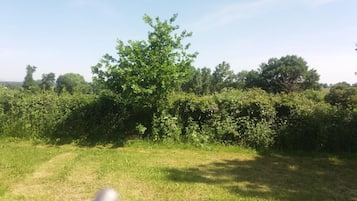A grassy field with dense shrubbery and a large tree in the center.