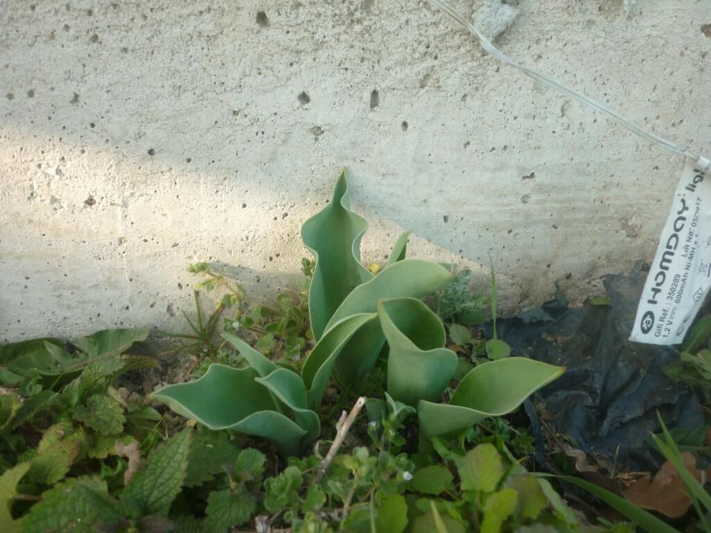 Une plante aux larges feuilles, se dressant devant un mur à la texture marquée.