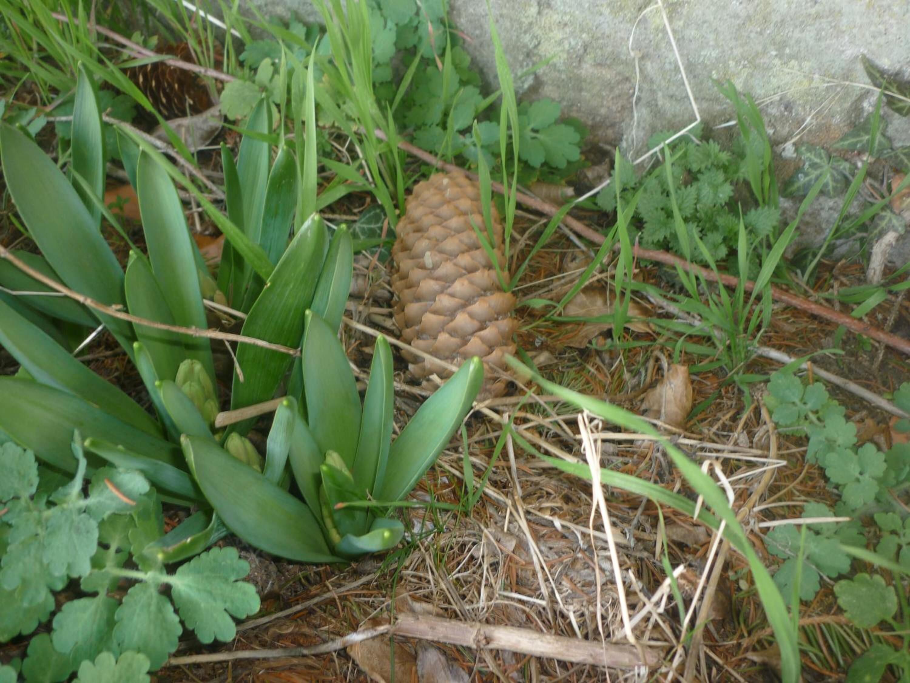 A natural outdoor area with green plants, a pine cone, and a stone wall.