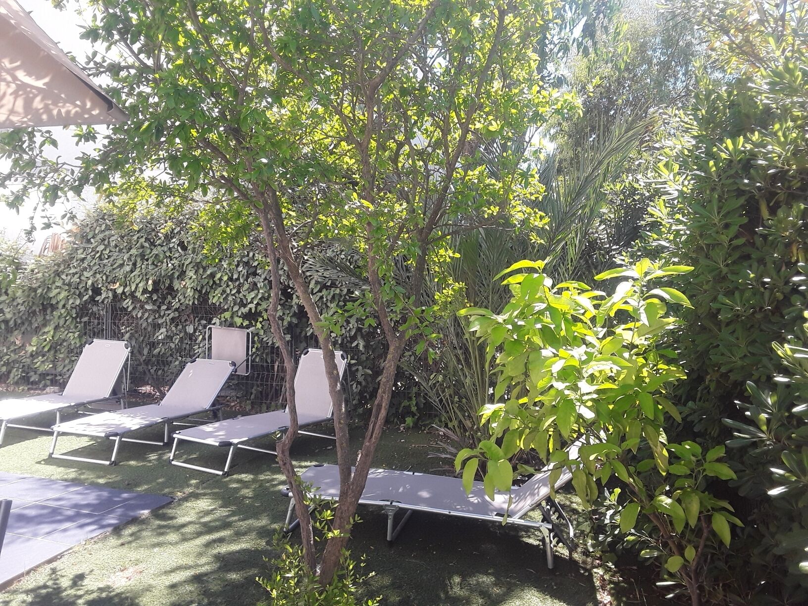 A garden area with a row of sun loungers and a small tree in the center.