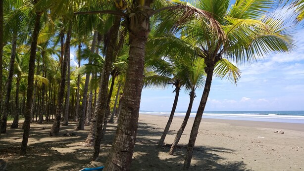 A beach with palm trees and a surfboard leaning against one. - Villas Octogoña (Ciudad Cortés)