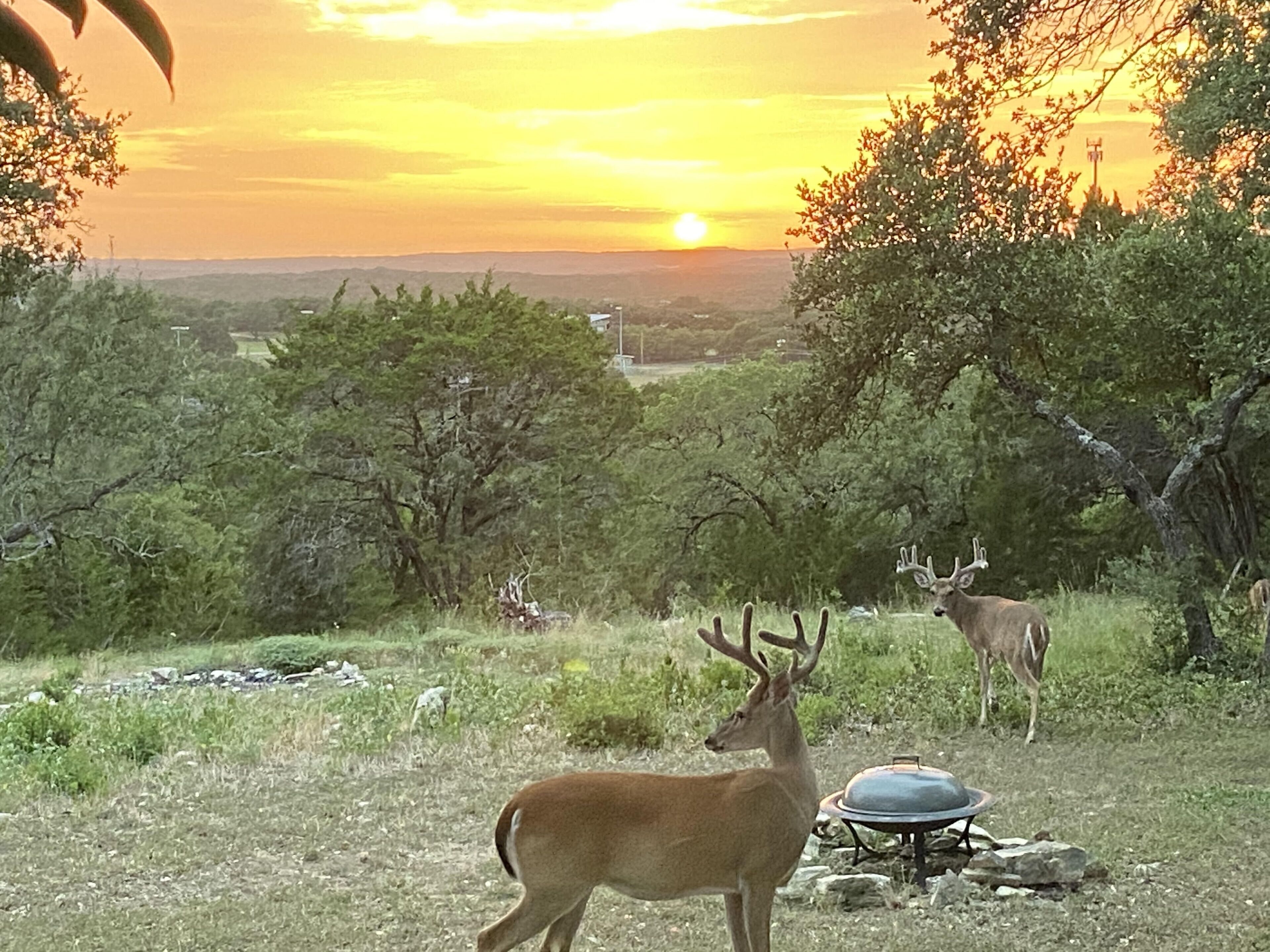 Roadrunner  Crossing