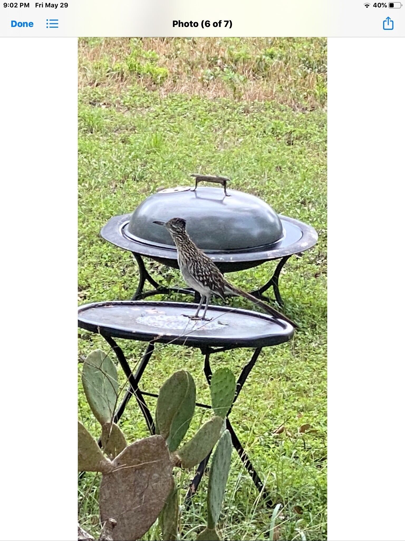 Roadrunner  Crossing