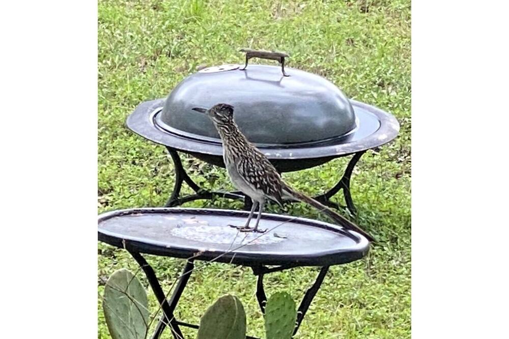 Roadrunner Crossing