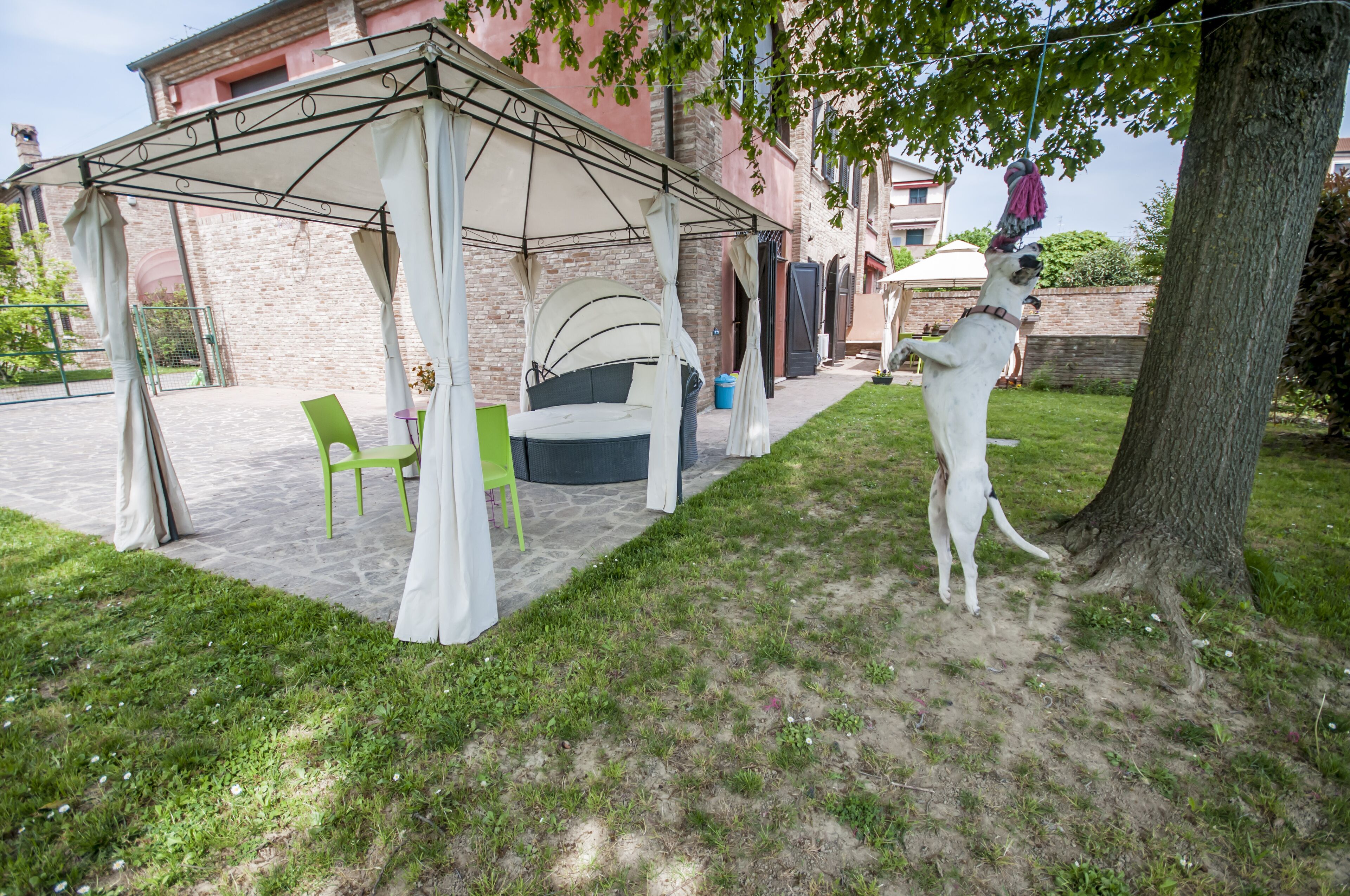 Un espacio al aire libre techado con sillas, una mesa, un árbol y un perro jugando con un juguete.