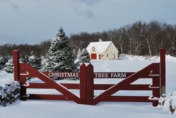 Ein verschlossenes Tor zu einem Anwesen namens 'Christmas Tree Farm', mit verschneiter Landschaft und einem Gebäude im Hintergrund.