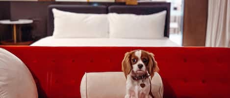 Animaux de compagnie acceptés