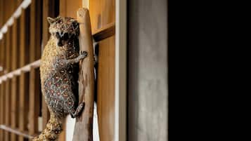 Un mapache trepando por una estructura de madera.