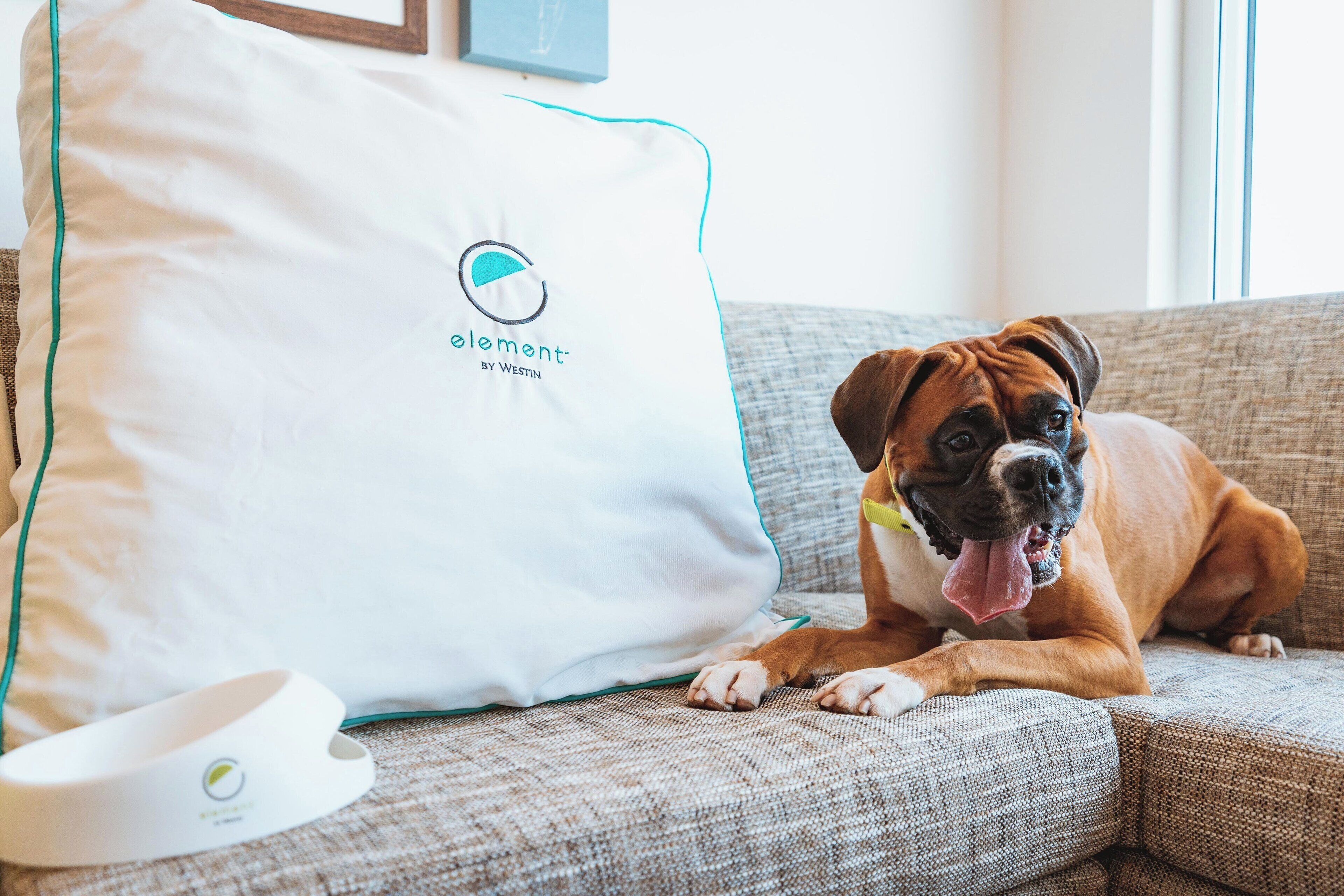 Ein Hund liegt auf einer Couch mit einem weißen Kissen, das ein Logo und Text aufweist.