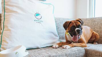 Ein Hund liegt auf einer Couch mit einem weißen Kissen, das ein Logo und Text aufweist.