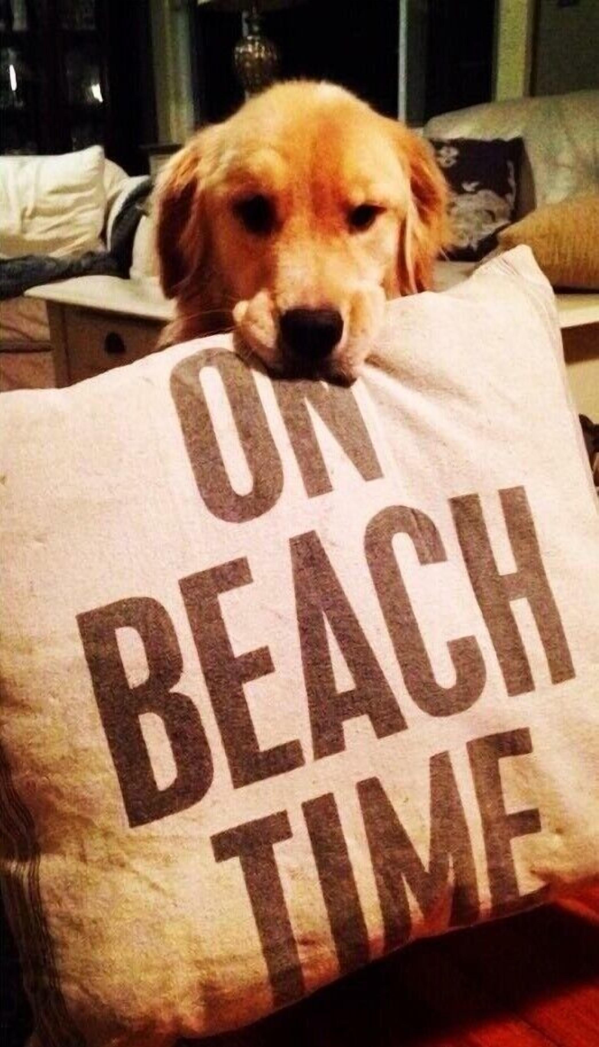 A dog with a pillow that reads "ON BEACH TIME".