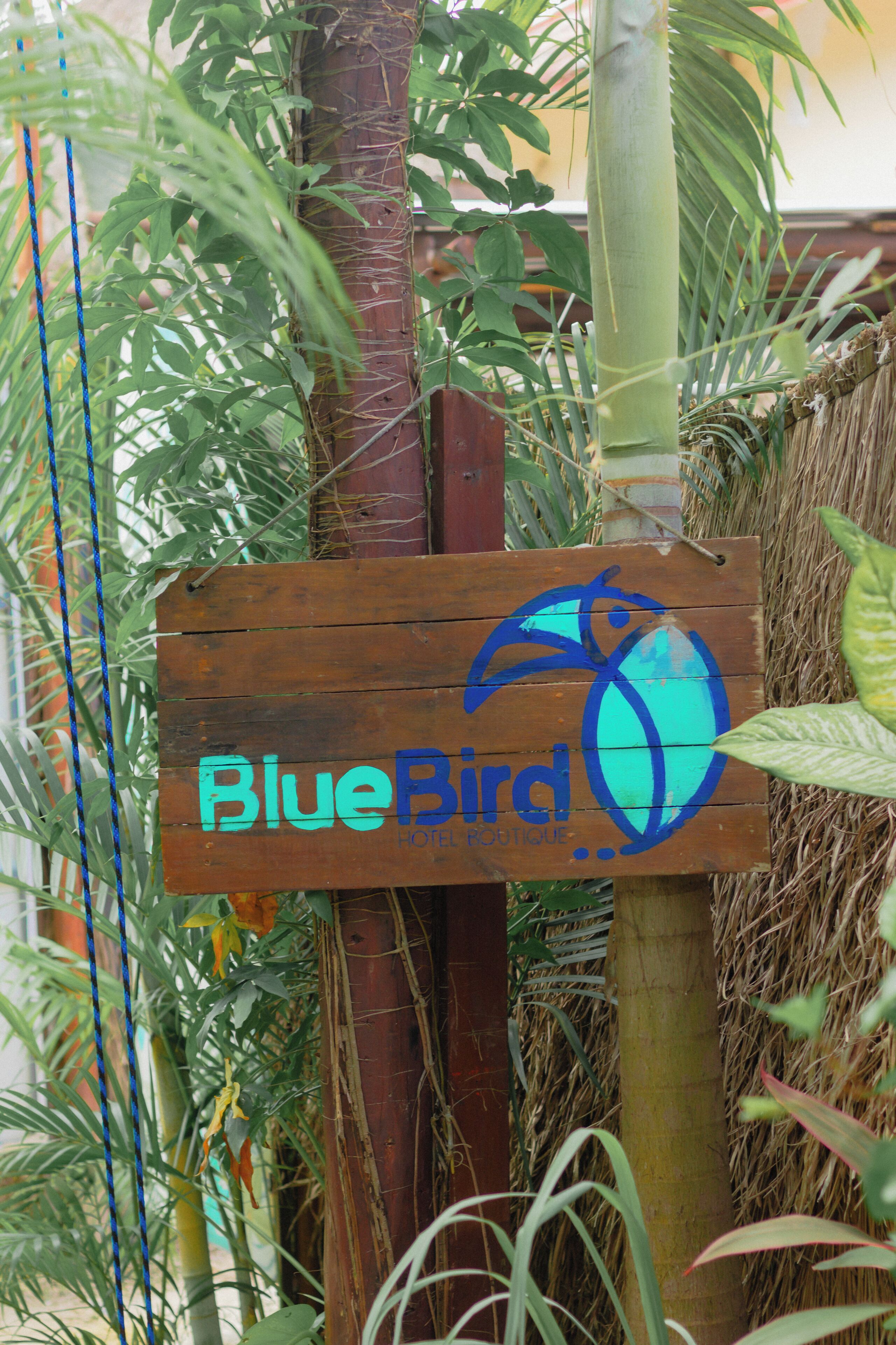 Photo - Blue Bird