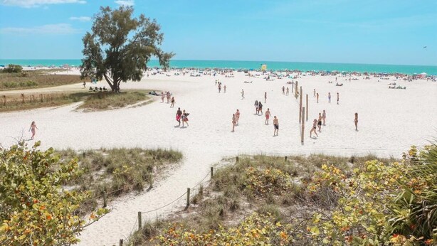 A beach with people, a large tree, and a clear sky.