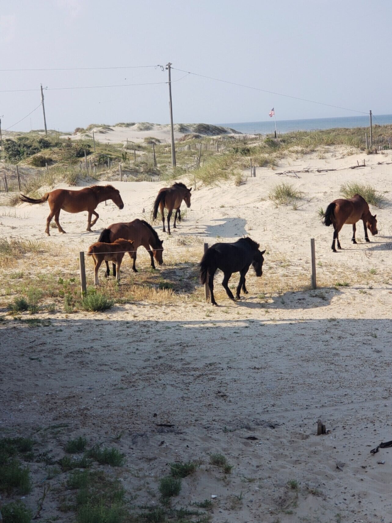 A sandy beach with horses grazing.