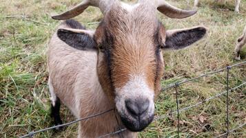 A goat with prominent horns and a brown and white coat, standing behind a wire fence in a grassy area.