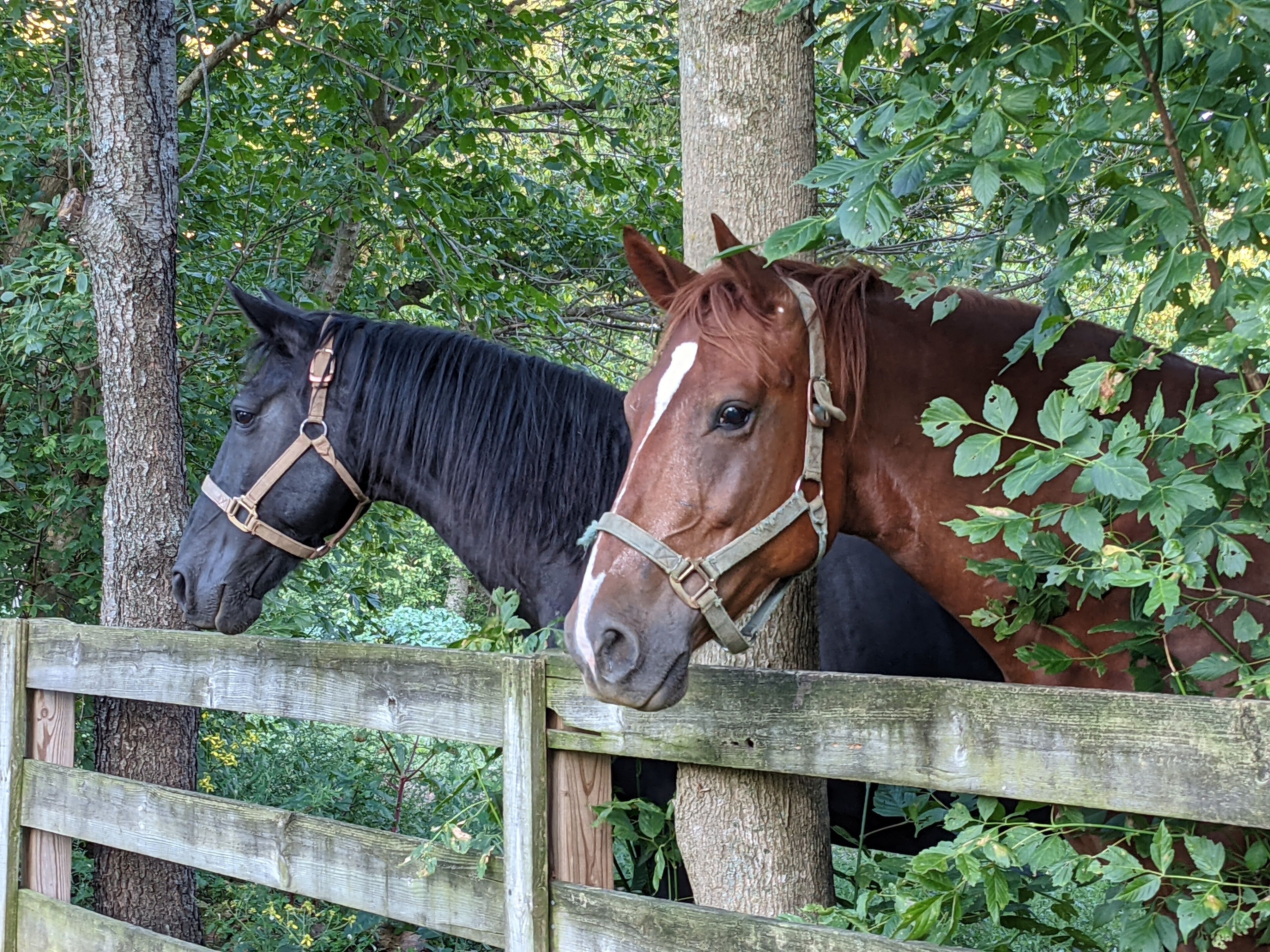 Two horses behind a wooden fence in a wooded area.