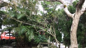 Un jardín con una formación rocosa, un pequeño estanque y un vehículo rojo al fondo.