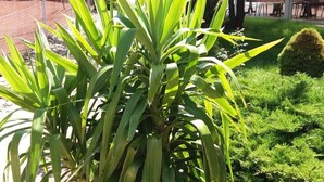 Een potplant met lange, groene bladeren in een tuin.
