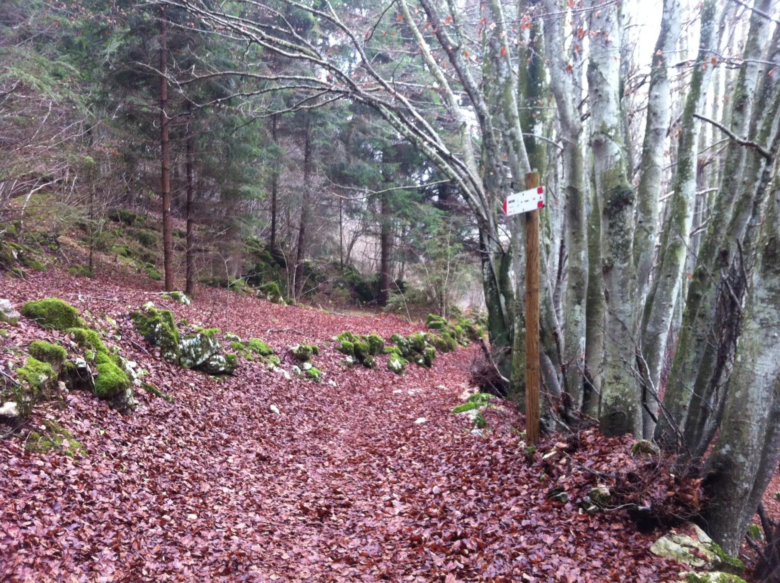 A forested area with a wooden signpost and a path covered with fallen leaves.
