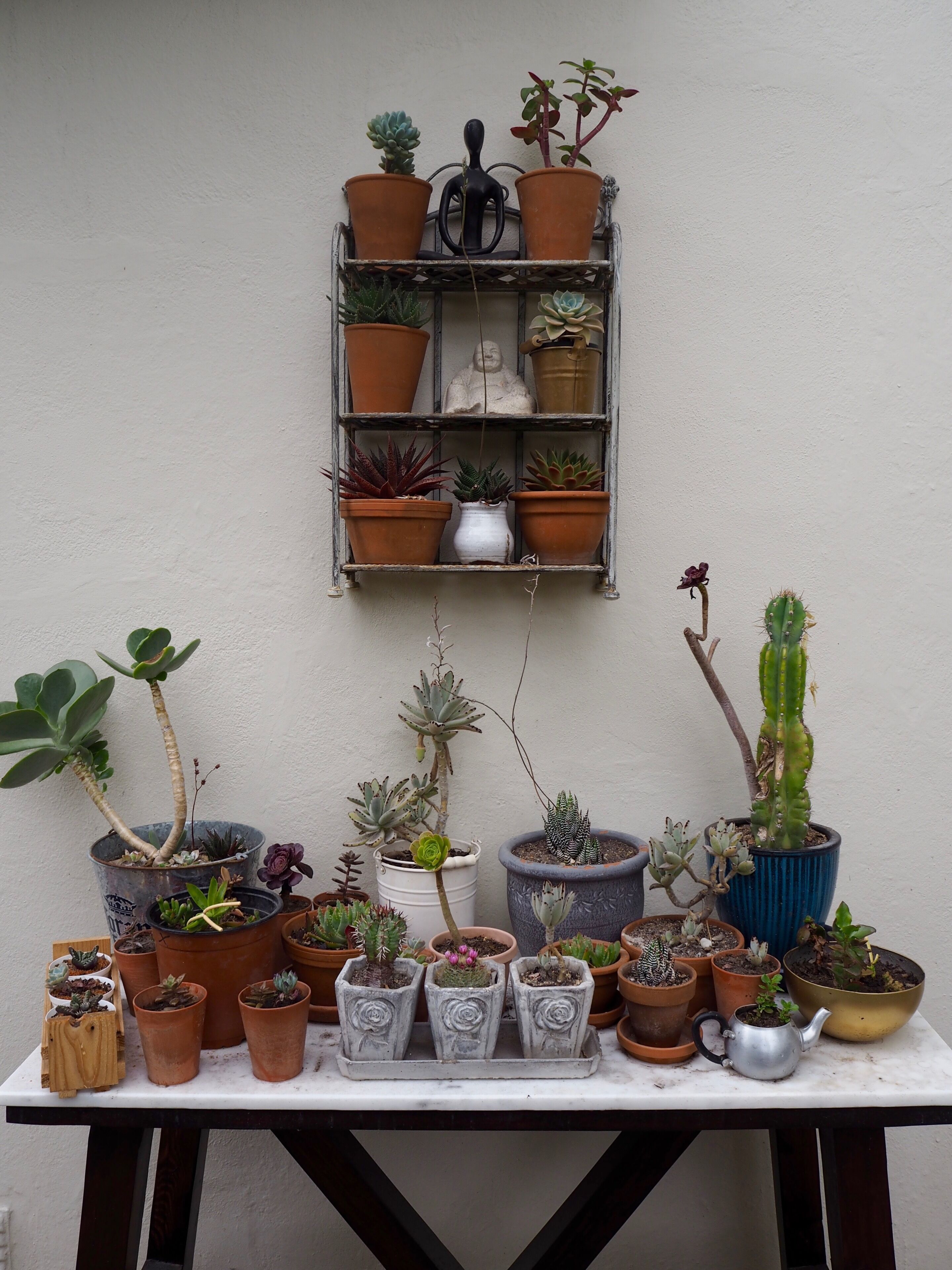Variedad de plantas en macetas dispuestas sobre una mesa y una estantería de metal junto a una pared.