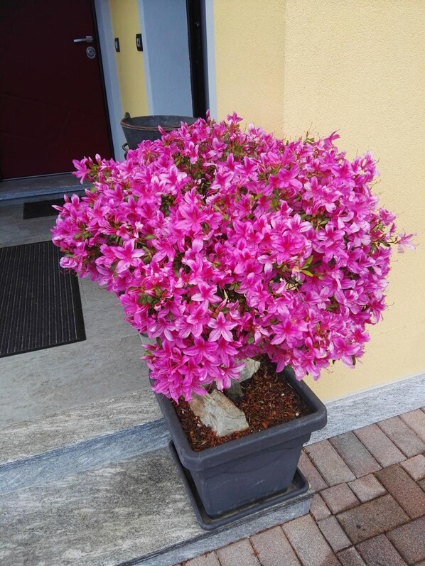 A potted flowering shrub with pink blossoms in front of a building entrance. - B&B Guglielmina (Quarna Sotto)