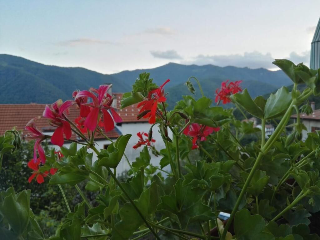 A garden with red flowers in the foreground and a mountainous landscape in the background.