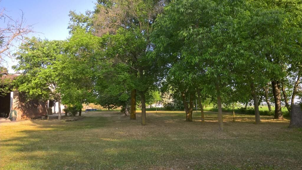 A grassy area with trees and a building in the background.