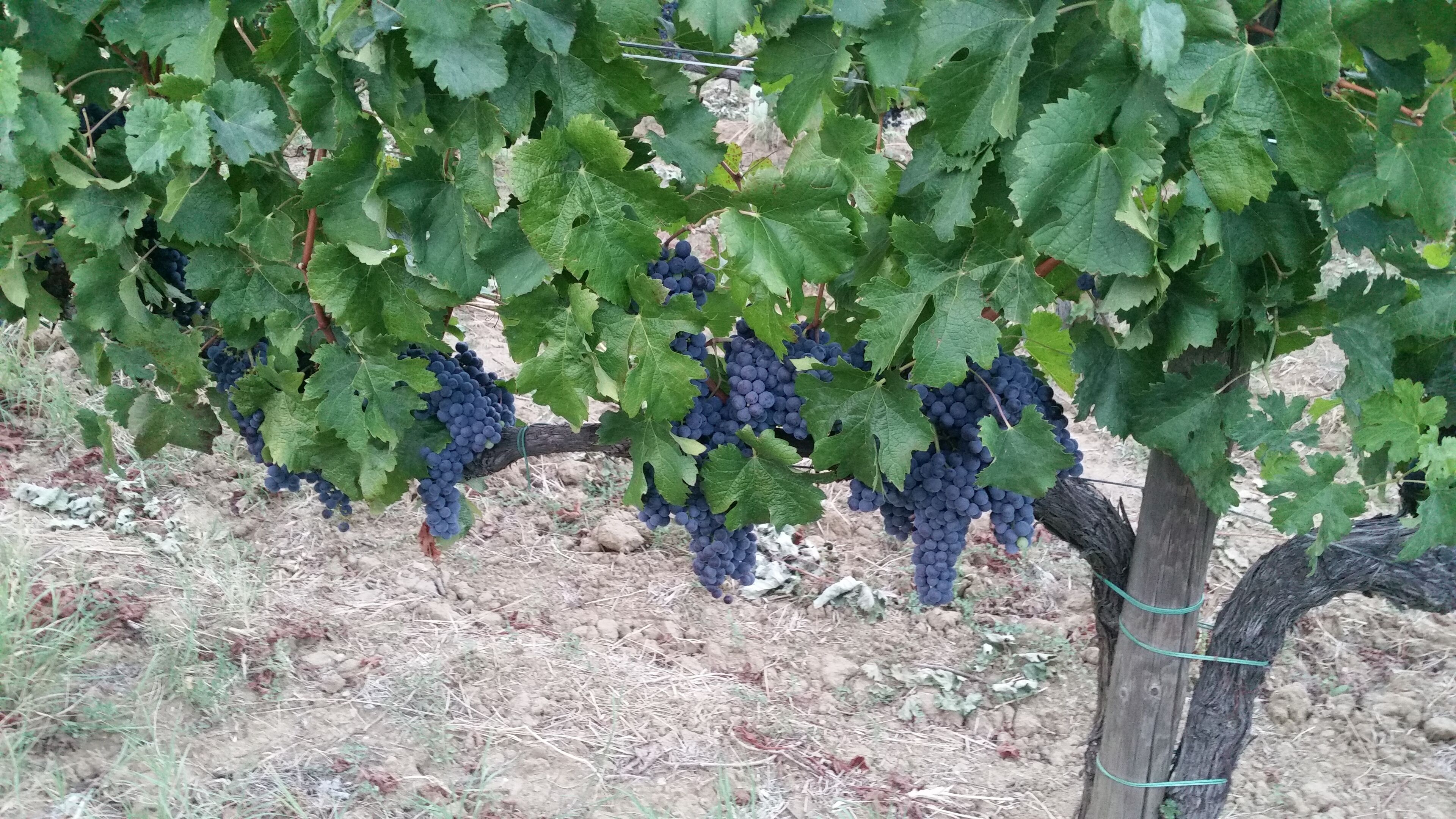 A vineyard with grapevines bearing clusters of dark purple grapes.