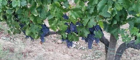 A vineyard with grapevines bearing clusters of dark purple grapes.