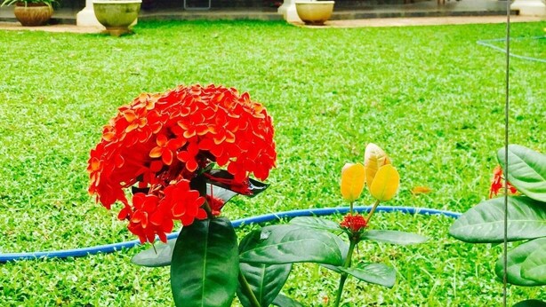 Living area - Birds singing garden home (Negombo)