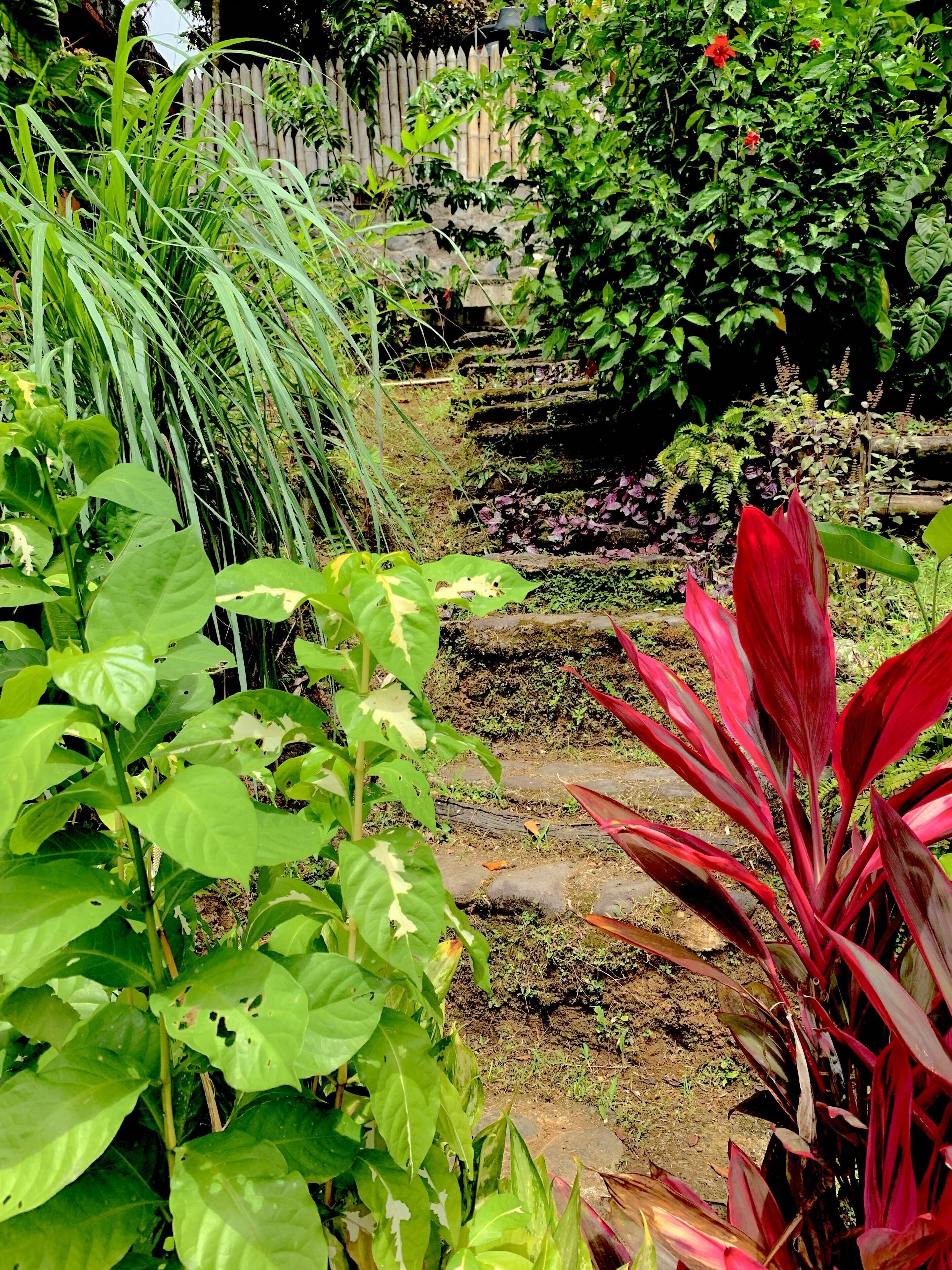 Ein Garten mit verschiedenen Pflanzen und einem Holzzaun im Hintergrund.