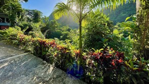 Un jardí exuberant amb una varietat de plantes i un cel blau clar.