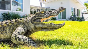 Un crocodile sur une pelouse, avec une maison moderne en arrière-plan.