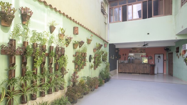 Un espacio interior amplio con diversas plantas en macetas dispuestas en una pared, una zona de cocina con armarios de madera y un ventilador de techo.