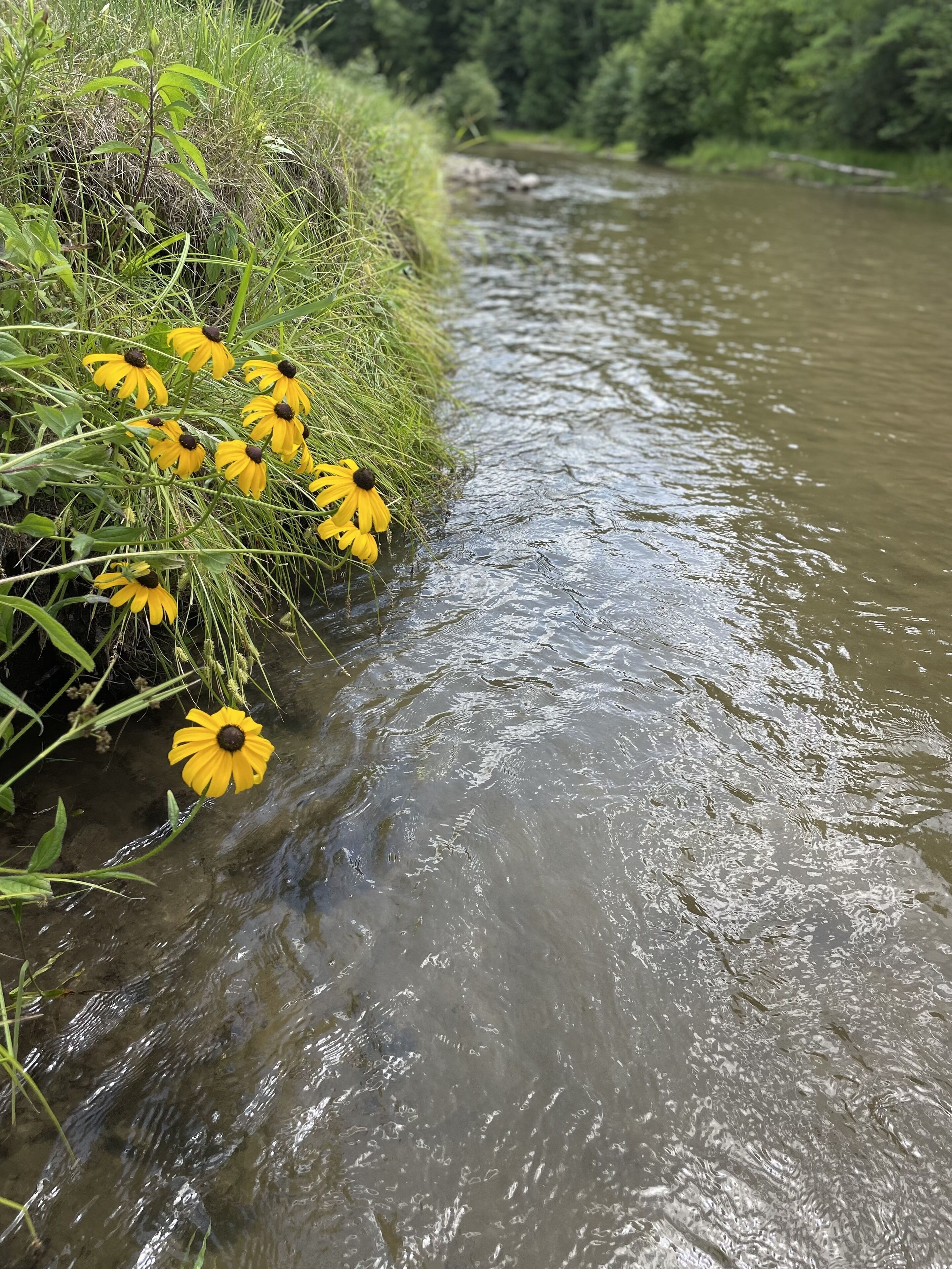 Een rivier met gele bloemen aan de oever.