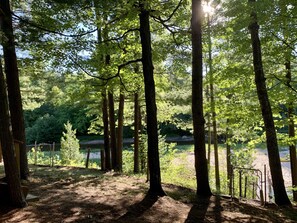 A forested area with tall trees and a body of water in the background.