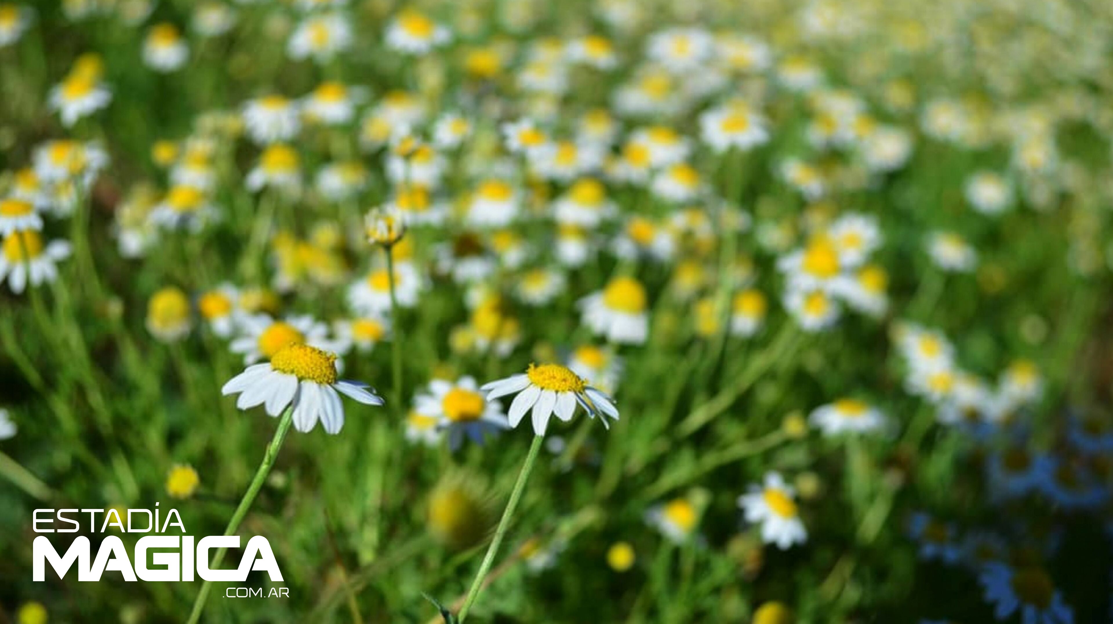 Ett fält med prästkrageblommor med en vattenstämpel som lyder "ESTADIA MAGICA.COM.AR".