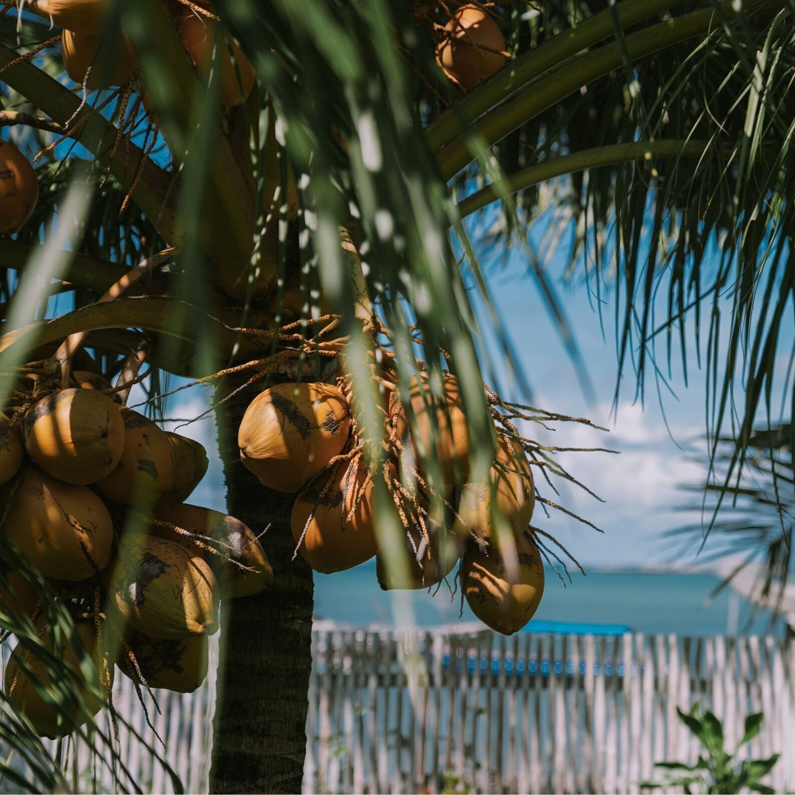 A palm tree with coconuts.