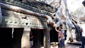 Un templo con grandes esculturas de piedra y un árbol que crece en su estructura.
