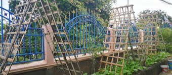 Homestay and vegetable garden, non-toxic.