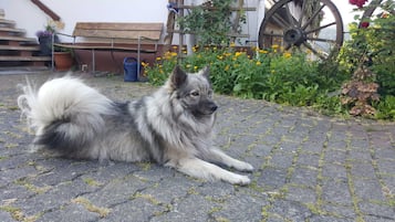 Enceinte de lâhĂ©bergement