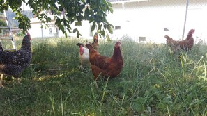 Luokittelematon kuva, 2 kautta 27, painike