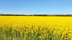 Miscellaneous - Vacation home Sczech - ostseeferien-damp - Holiday home Sczech - ostseeferien-damp - (Damp)