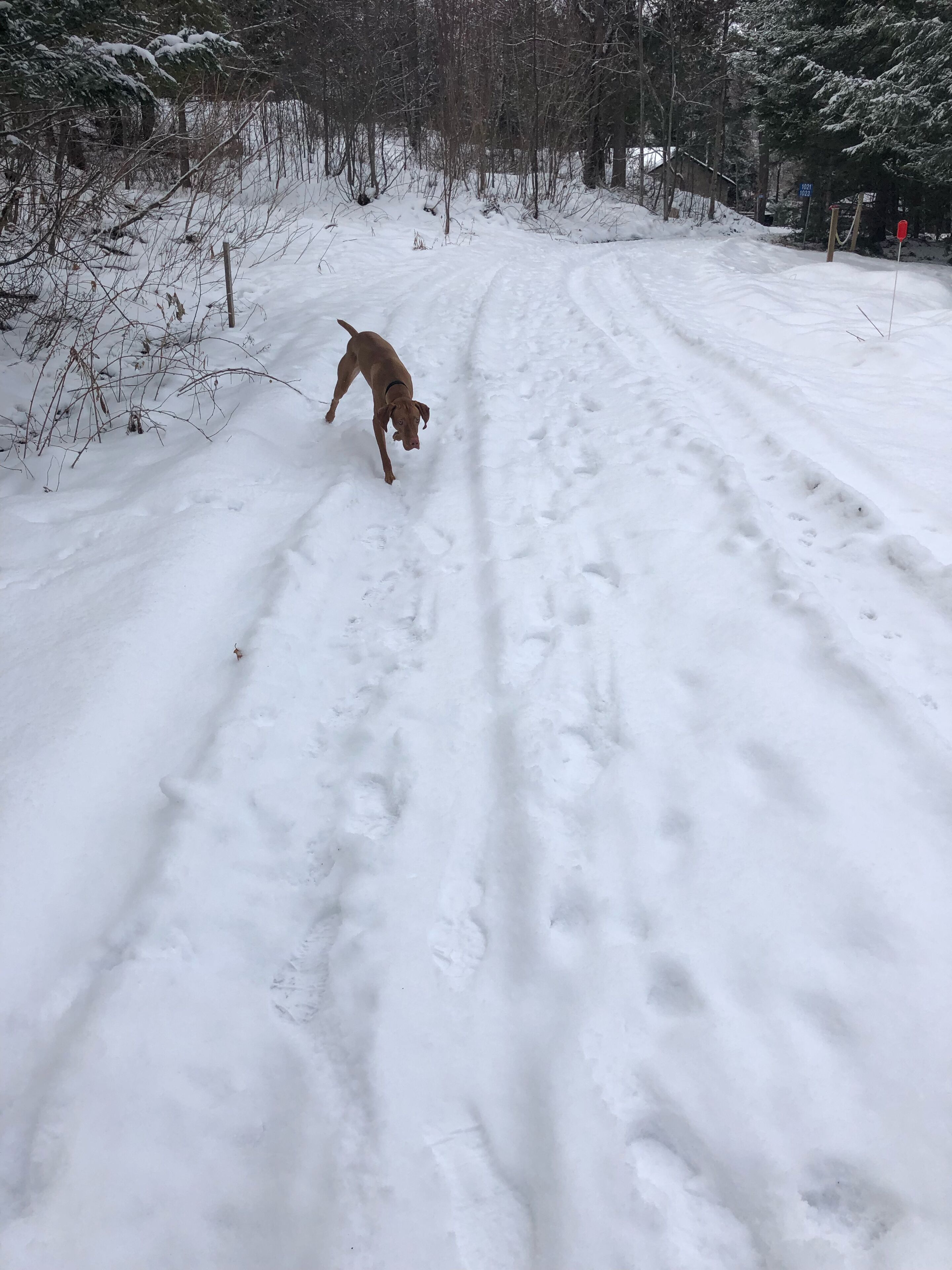 Un chien qui court sur un sentier enneigé.
