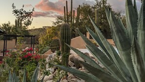 A desert garden with various cacti and succulents, a pergola, and a stone pathway.