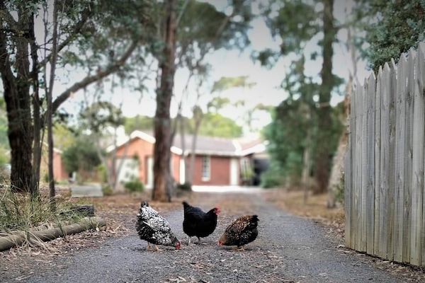 The welcoming committee at the South Gate, Onyx, Snowflake and Garnet.