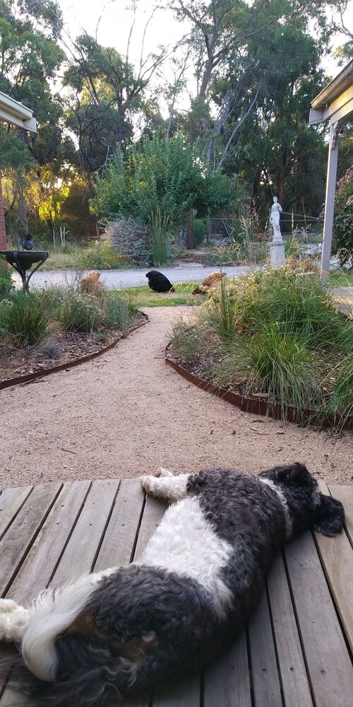 hideonbush，Hideonbush 翻译