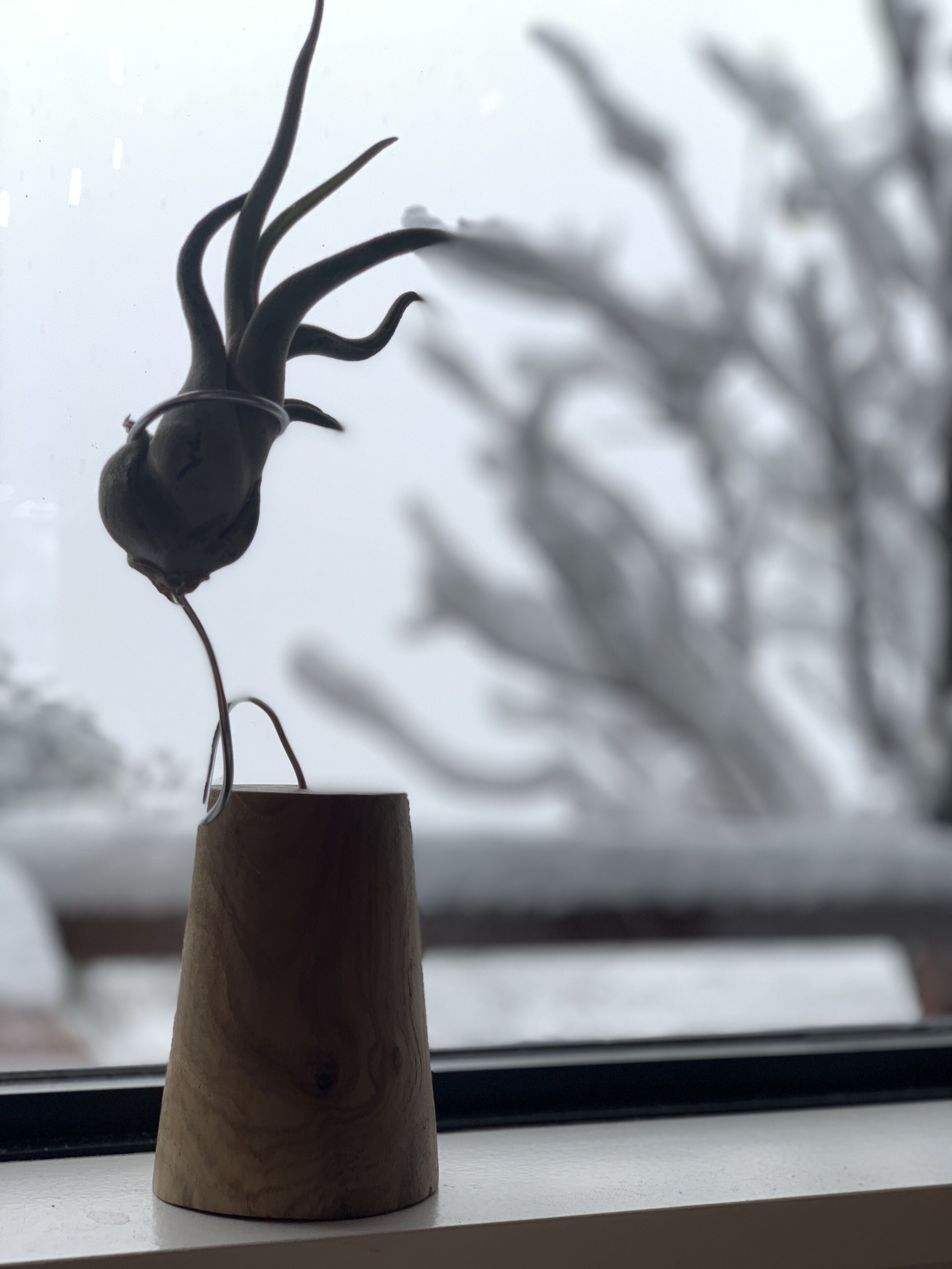 Uma planta em vaso num parapeito com um fundo desfocado de uma árvore.
